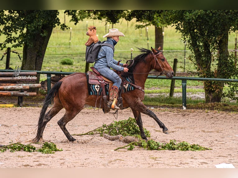 American Quarter Horse Gelding 4 years 14,3 hh Brown in Sinsheim
