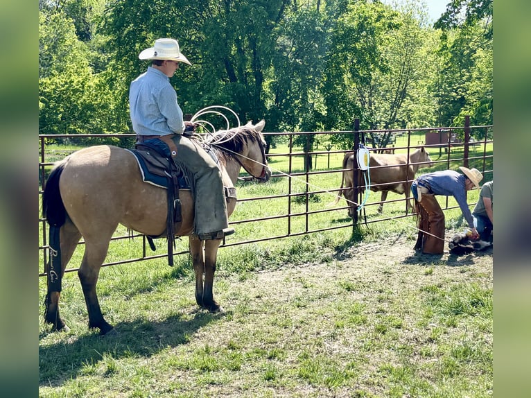 American Quarter Horse Gelding 4 years 14,3 hh Buckskin in Shelbina