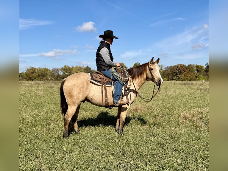 American Quarter Horse Gelding 4 years 14,3 hh Buckskin in Shelbina