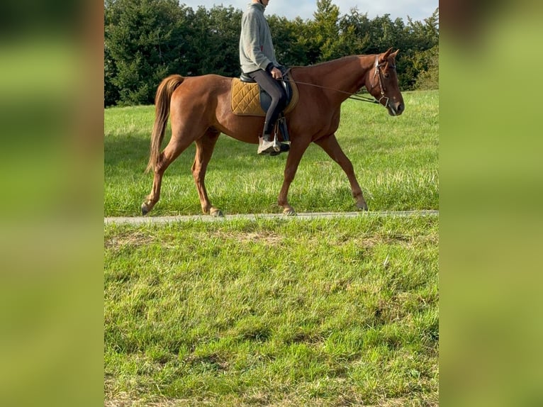 American Quarter Horse Mix Gelding 4 years 14,3 hh Chestnut-Red in N&#xFC;rburg