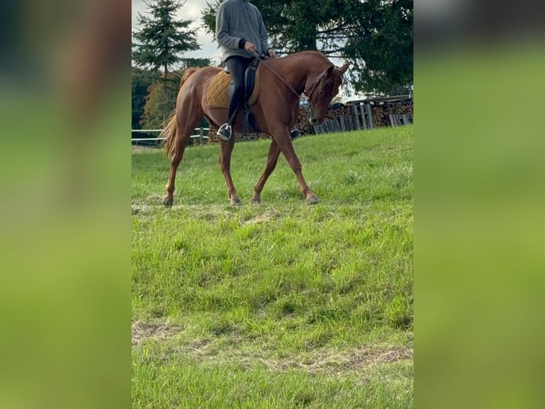 American Quarter Horse Mix Gelding 4 years 14,3 hh Chestnut-Red in N&#xFC;rburg