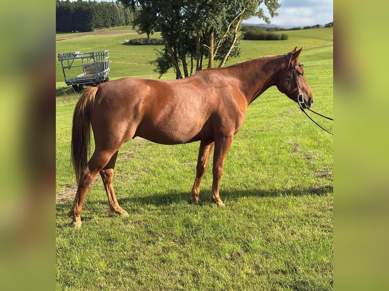 American Quarter Horse Mix Gelding 4 years 14,3 hh Chestnut-Red in N&#xFC;rburg