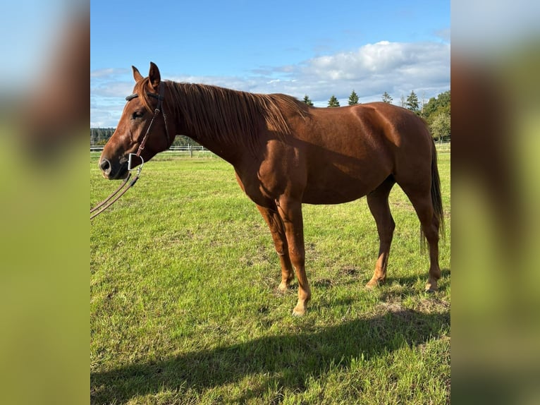 American Quarter Horse Mix Gelding 4 years 14,3 hh Chestnut-Red in N&#xFC;rburg