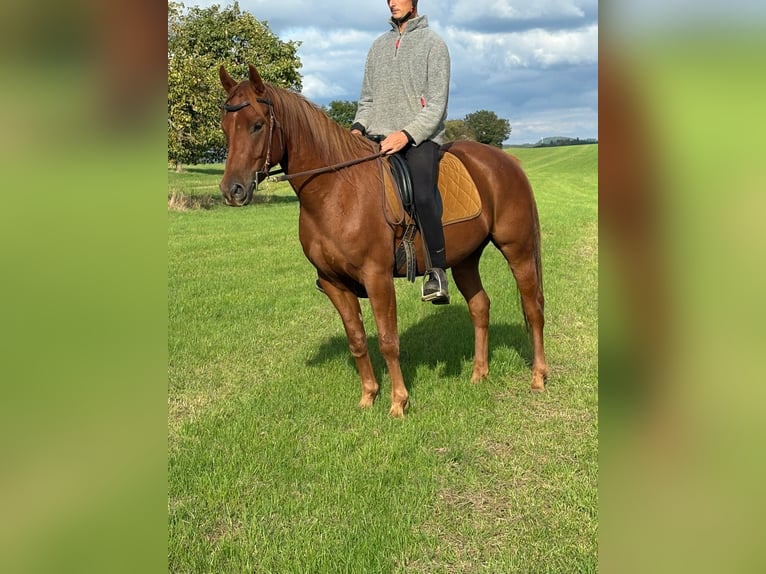 American Quarter Horse Mix Gelding 4 years 14,3 hh Chestnut-Red in N&#xFC;rburg