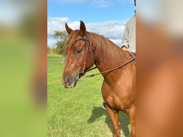 American Quarter Horse Mix Gelding 4 years 14,3 hh Chestnut-Red in N&#xFC;rburg