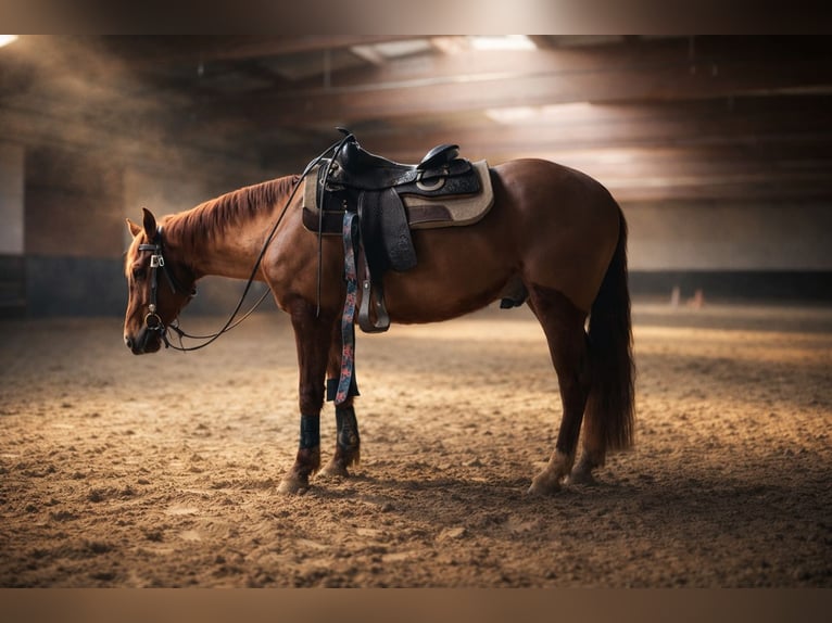 American Quarter Horse Gelding 4 years 14,3 hh Chestnut in Illingen