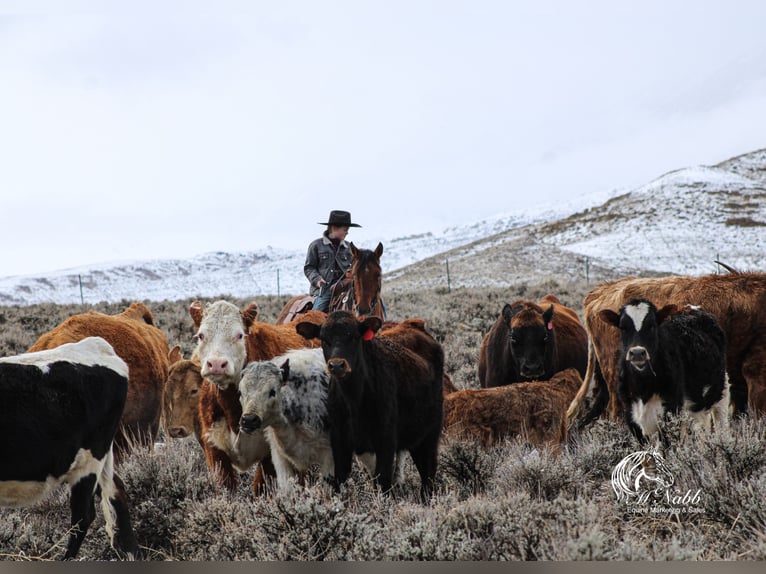 American Quarter Horse Gelding 4 years 14,3 hh in Cody, WY