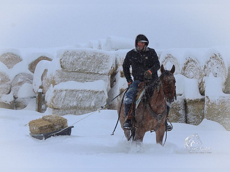 American Quarter Horse Gelding 4 years 14,3 hh in Cody, WY