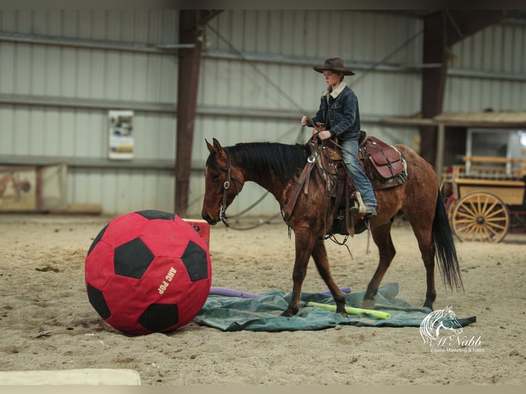 American Quarter Horse Gelding 4 years 14,3 hh in Cody, WY