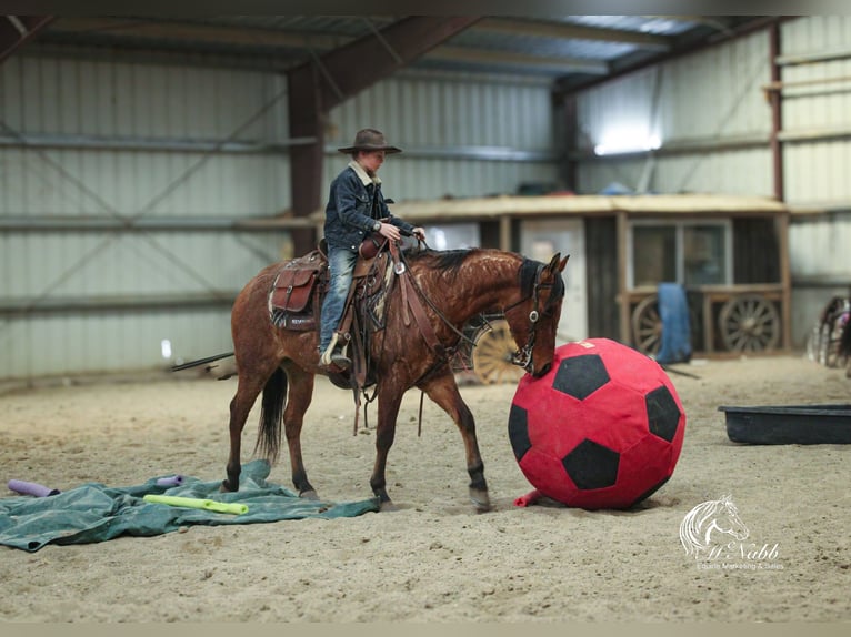 American Quarter Horse Gelding 4 years 14,3 hh in Cody, WY