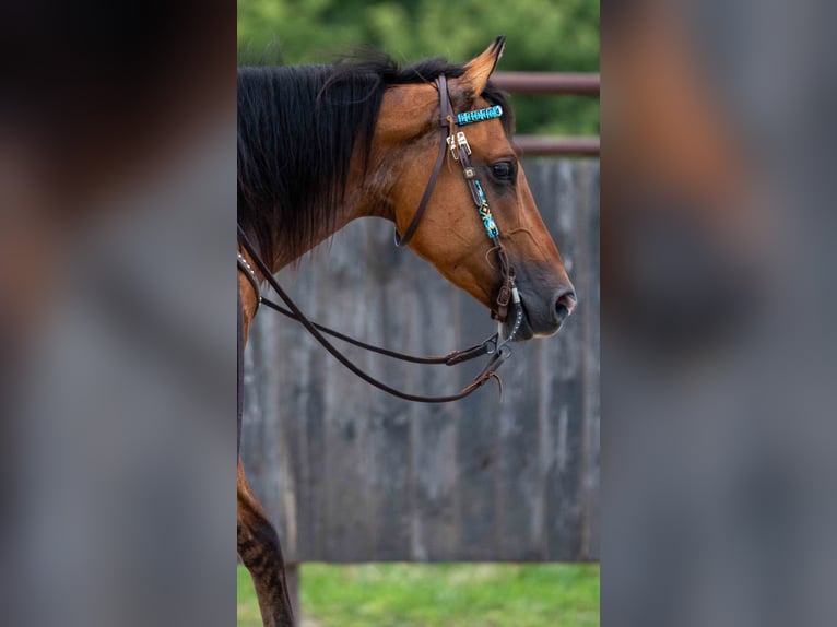 American Quarter Horse Gelding 4 years 14,3 hh Dun in Grand Island