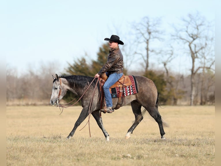 American Quarter Horse Gelding 4 years 14,3 hh Grey in Buffalo