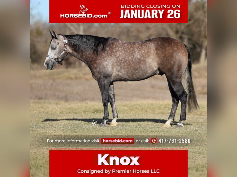 American Quarter Horse Gelding 4 years 14,3 hh Grey in Buffalo