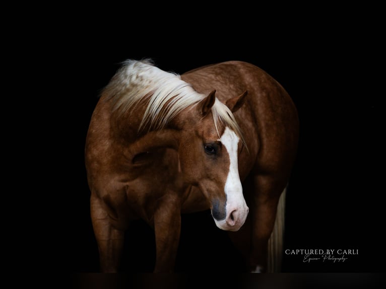 American Quarter Horse Gelding 4 years 14,3 hh Palomino in Lewistown