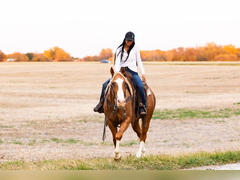 American Quarter Horse Gelding 4 years 14,3 hh Palomino in Lewistown