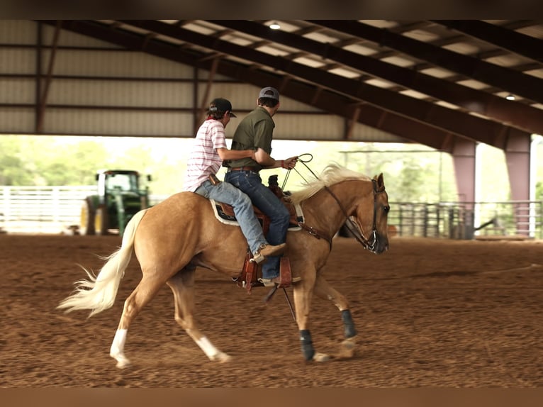 American Quarter Horse Gelding 4 years 14,3 hh Palomino in Morrilton, AR American Quarter Horse Gelding 4 years 14,3 hh Palomino in Morrilton, AR