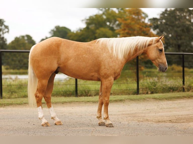 American Quarter Horse Gelding 4 years 14,3 hh Palomino in Morrilton, AR American Quarter Horse Gelding 4 years 14,3 hh Palomino in Morrilton, AR