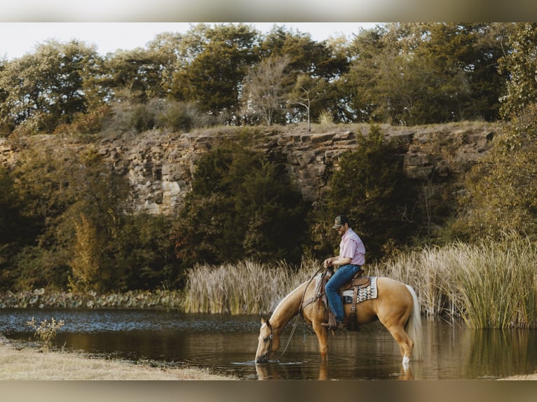 American Quarter Horse Gelding 4 years 14,3 hh Palomino in Morrilton, AR American Quarter Horse Gelding 4 years 14,3 hh Palomino in Morrilton, AR