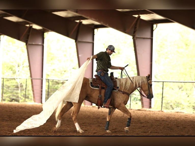 American Quarter Horse Gelding 4 years 14,3 hh Palomino in Morrilton, AR American Quarter Horse Gelding 4 years 14,3 hh Palomino in Morrilton, AR