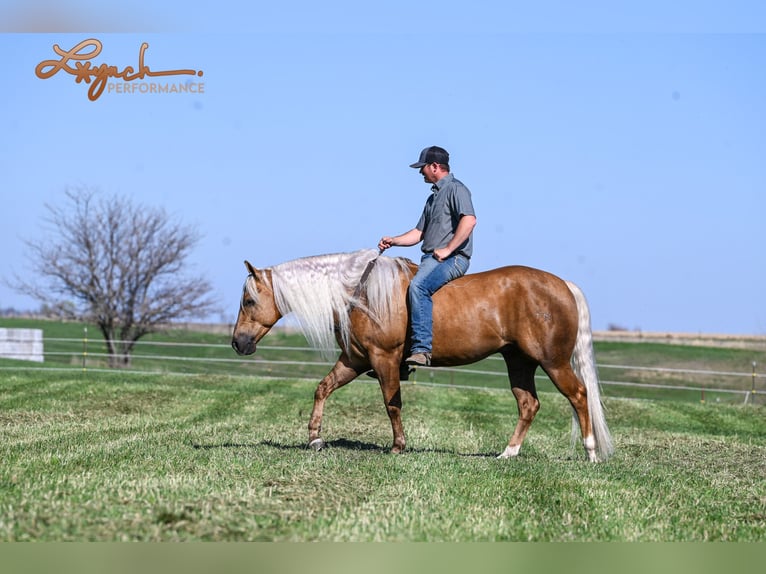 American Quarter Horse Gelding 4 years 14,3 hh Palomino in Canistota, SD