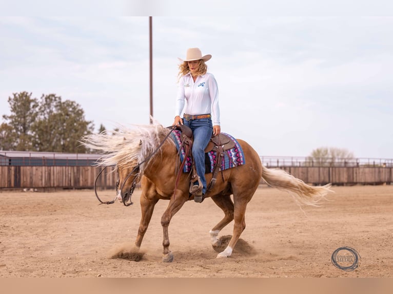 American Quarter Horse Gelding 4 years 14,3 hh Palomino in Canistota, SD