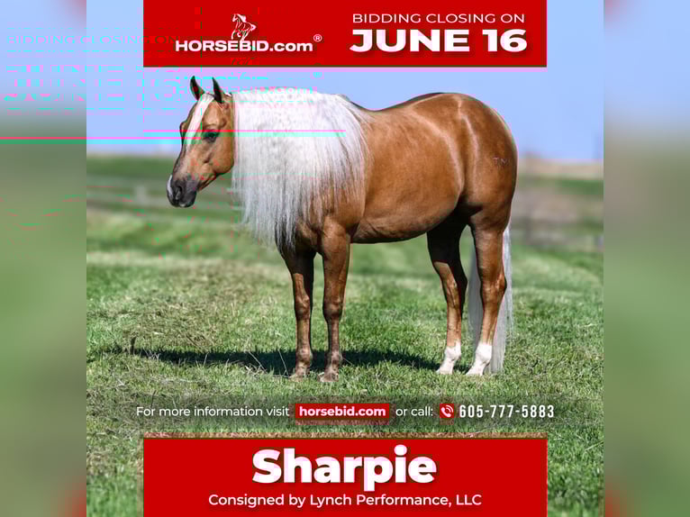 American Quarter Horse Gelding 4 years 14,3 hh Palomino in Canistota, SD