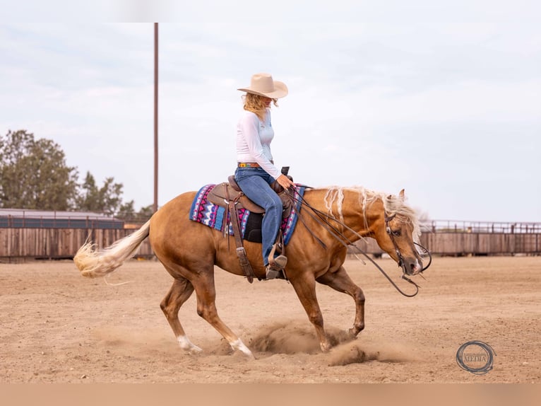 American Quarter Horse Gelding 4 years 14,3 hh Palomino in Canistota, SD