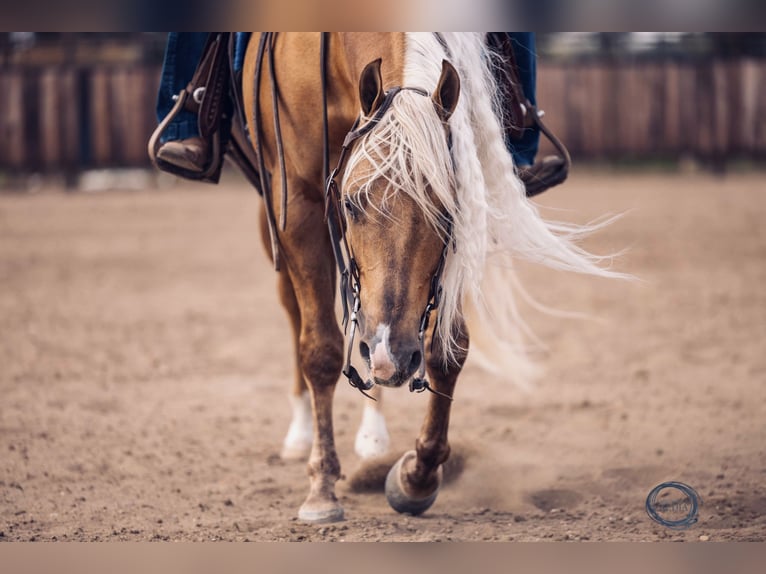 American Quarter Horse Gelding 4 years 14,3 hh Palomino in Canistota, SD