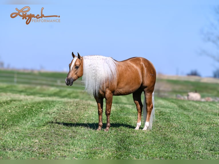 American Quarter Horse Gelding 4 years 14,3 hh Palomino in Canistota, SD