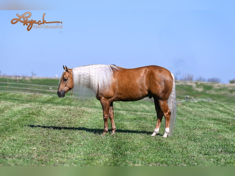 American Quarter Horse Gelding 4 years 14,3 hh Palomino in Canistota, SD