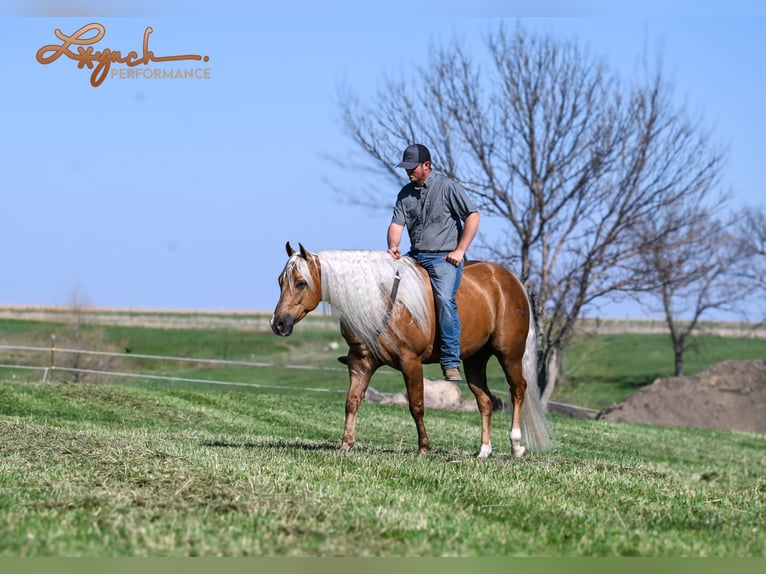 American Quarter Horse Gelding 4 years 14,3 hh Palomino in Canistota, SD
