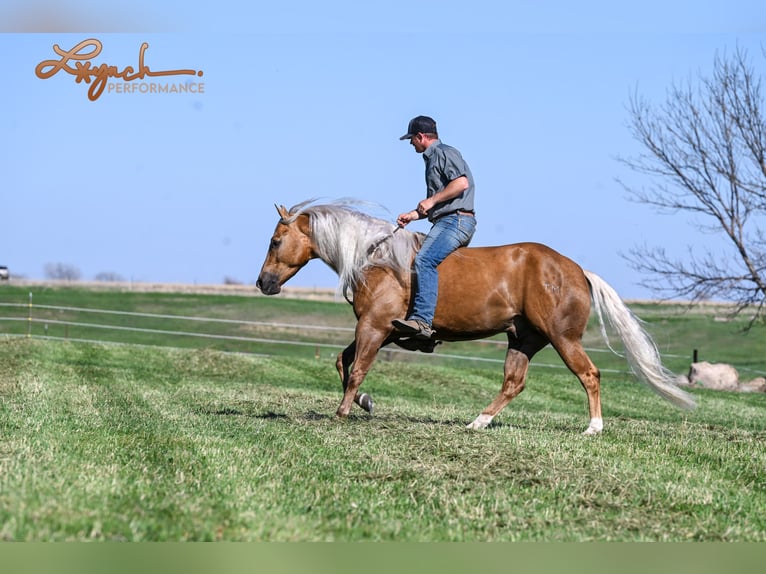 American Quarter Horse Gelding 4 years 14,3 hh Palomino in Canistota, SD