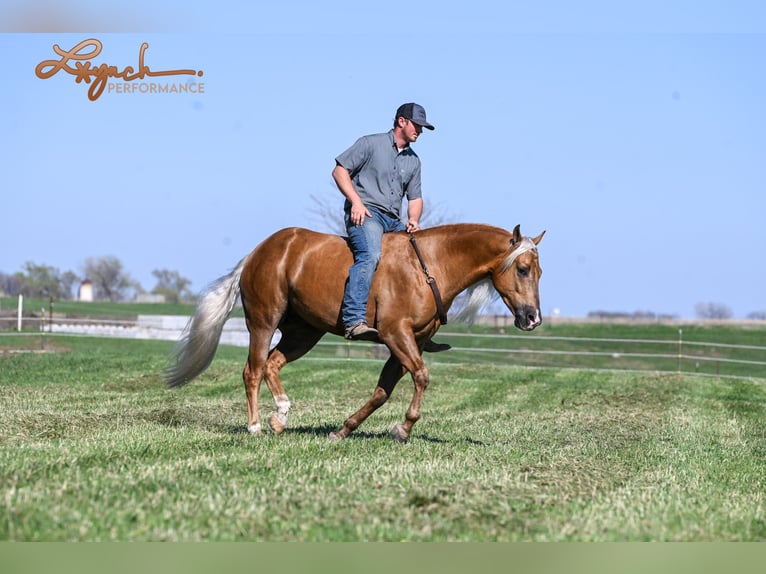 American Quarter Horse Gelding 4 years 14,3 hh Palomino in Canistota, SD