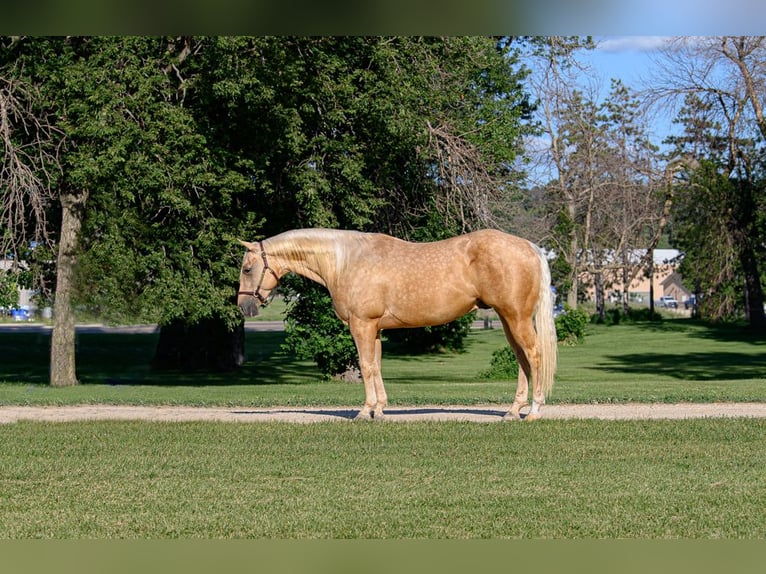 American Quarter Horse Gelding 4 years 14,3 hh Palomino in Cannon Falls