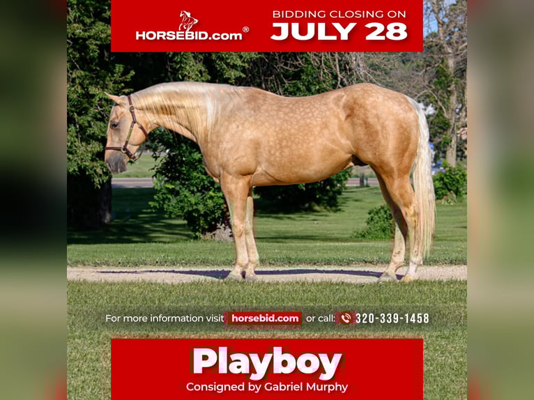 American Quarter Horse Gelding 4 years 14,3 hh Palomino in Cannon Falls