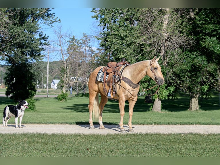 American Quarter Horse Gelding 4 years 14,3 hh Palomino in Cannon Falls