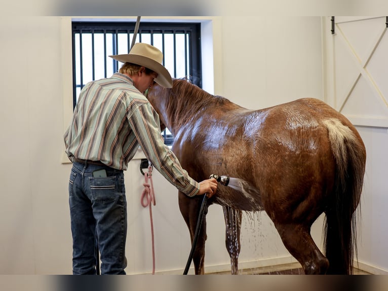 American Quarter Horse Gelding 4 years 14,3 hh Rabicano in Needmore