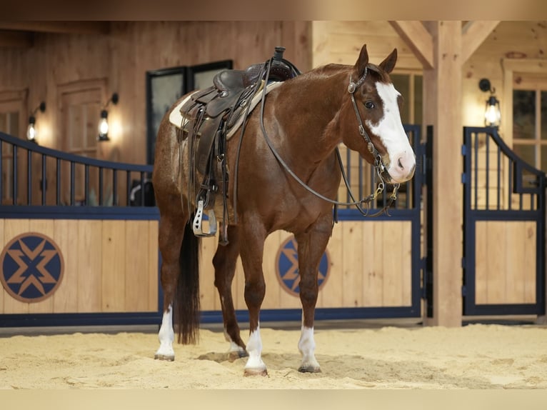American Quarter Horse Gelding 4 years 14,3 hh Rabicano in Needmore