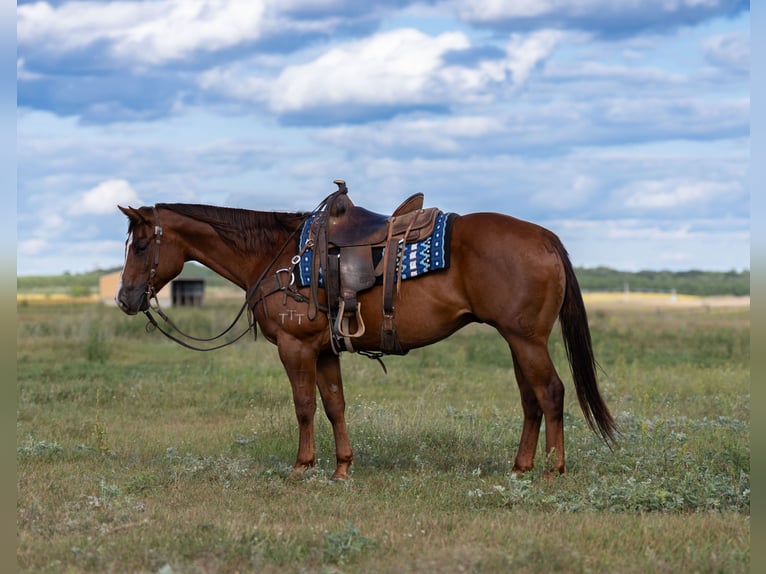 American Quarter Horse Gelding 4 years 14,3 hh in Nevis