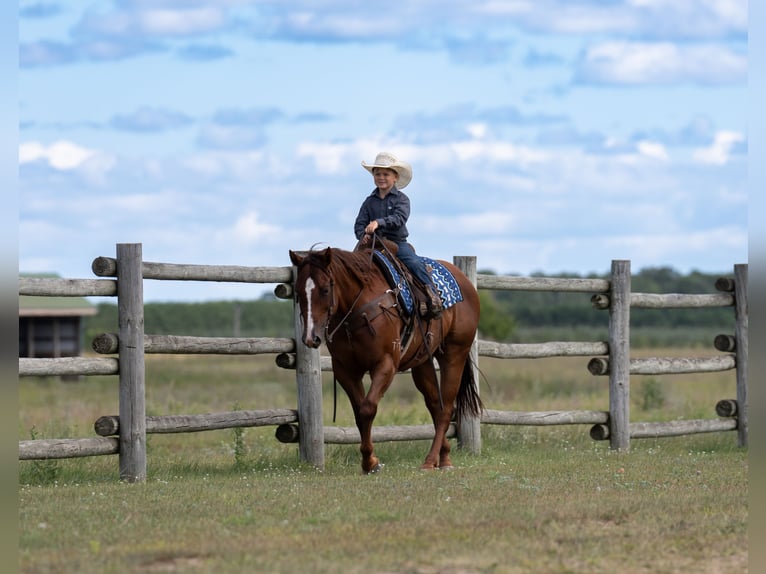 American Quarter Horse Gelding 4 years 14,3 hh in Nevis