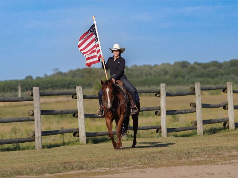 American Quarter Horse Gelding 4 years 14,3 hh in Nevis