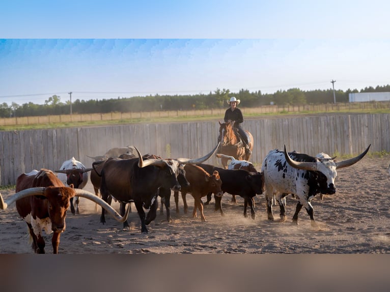 American Quarter Horse Gelding 4 years 14,3 hh in Nevis