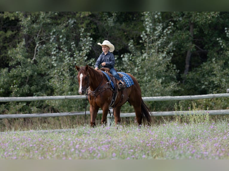 American Quarter Horse Gelding 4 years 14,3 hh in Nevis