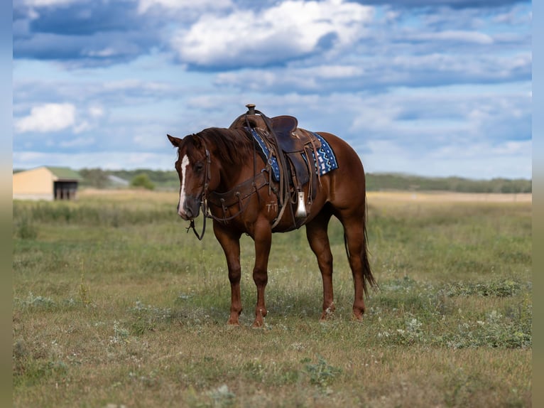 American Quarter Horse Gelding 4 years 14,3 hh in Nevis