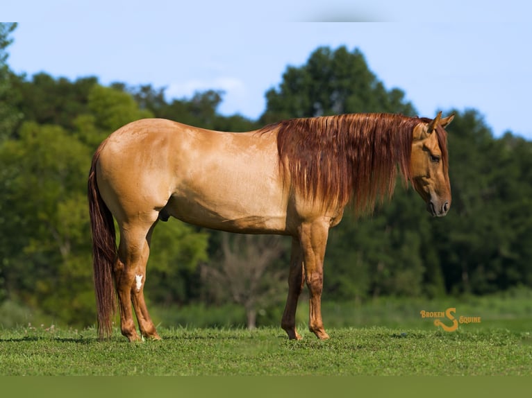 American Quarter Horse Gelding 4 years 14,3 hh Red Dun in Bogard, MO