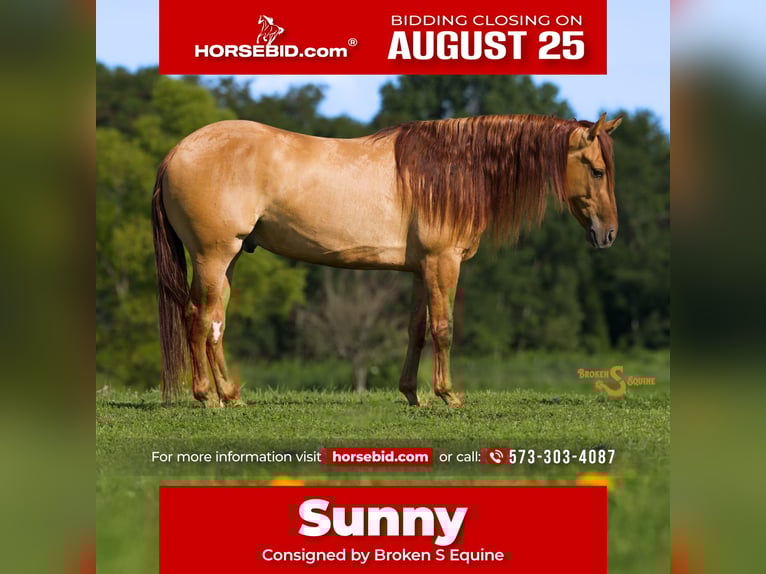 American Quarter Horse Gelding 4 years 14,3 hh Red Dun in Bogard, MO