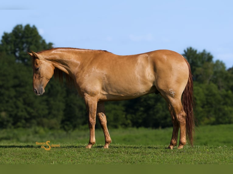 American Quarter Horse Gelding 4 years 14,3 hh Red Dun in Bogard, MO