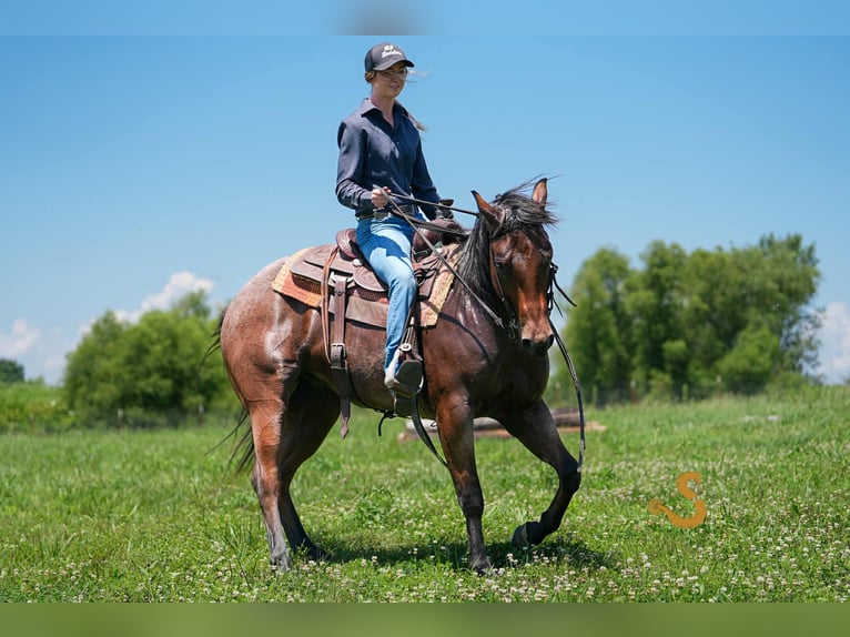American Quarter Horse Gelding 4 years 14,3 hh Roan-Bay in Bogard