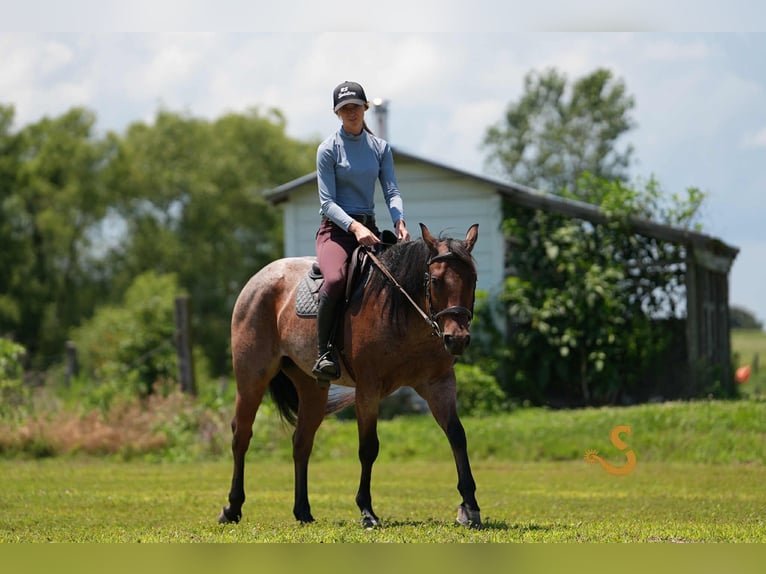 American Quarter Horse Gelding 4 years 14,3 hh Roan-Bay in Bogard