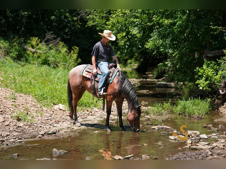 American Quarter Horse Gelding 4 years 14,3 hh Roan-Bay in Bogard